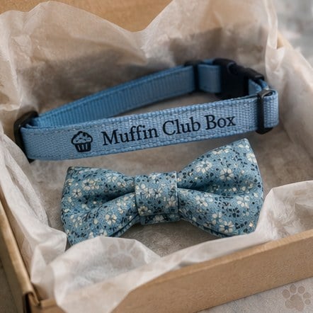 Customized cat collars for subscription boxes